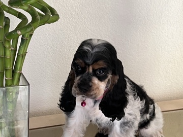 venta de cocker spaniel 