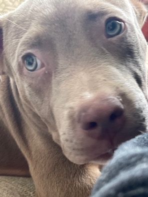 puppy male American bully