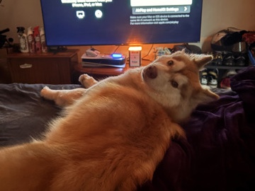 Labrador Husky – butter/ butter bean – Hagerstown