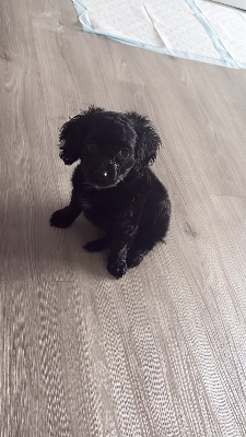 Puppy for sale – Detroit