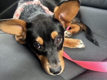 Chihuahua – Faith – Cartersville