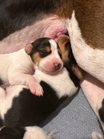 Treeing Walker Coonhound – Treeing Walker Coonhounds