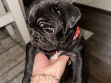 Pug – pug