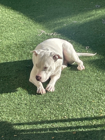 Dogo Argentino – Re-Home