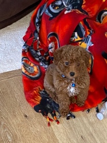 Micro Mini Goldendoodle