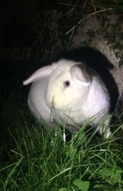 three butiful rabbits for sale 