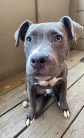 blue nose pitbull