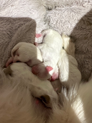 Pomeranian – Pomeranian puppies available