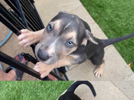 Staffordshire Bull Terrier - staffordshire Puppies up for adoption available for adoption in Ko Olina