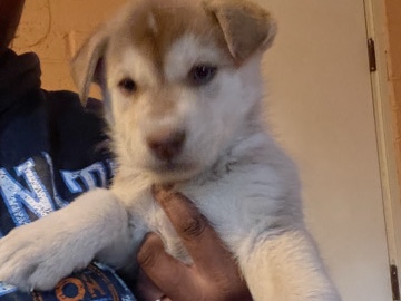 Siberian Husky – Husky 6 in AZ – Albuquerque