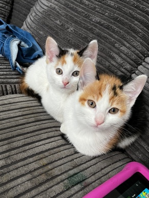 kittens