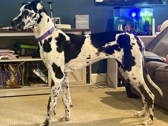 Great Dane – Dottie Full Blooded Great Dane – Muncie
