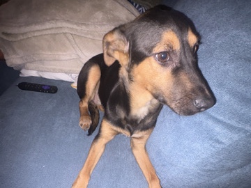 Mixed Breed – Free Puppy! (DULUTH GEORGIA) NO DELIVERY, COME PICK-UP! – Duluth