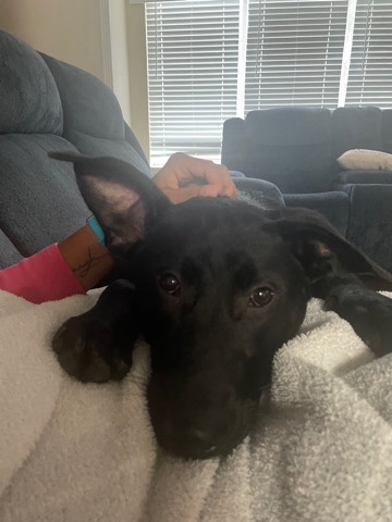 Labrador Retriever – looking for a new home for Delilah