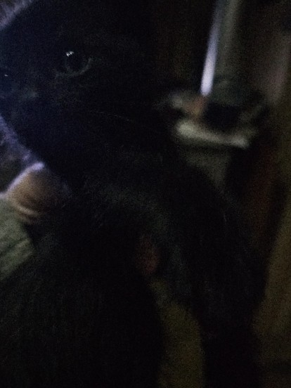 Bombay – kittens for sale