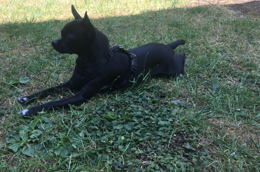 Chihuahua – chihuahua