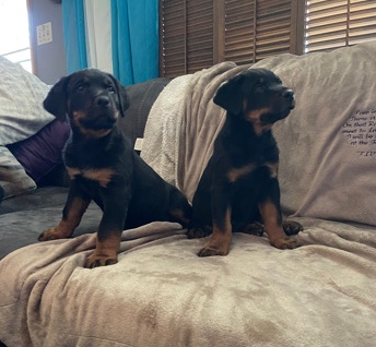 Rottweiler – Rottweiler pups