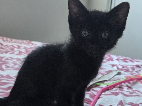 American Shorthair – Meet Kenny ❤️🐾 – Palmdale