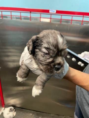 English Cocker Spaniel – Furbabies