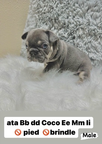 French Bulldog – Micro French Bulldog Pup