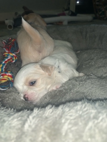 Shih Tzu – Shih-tzu puppy - MALE
