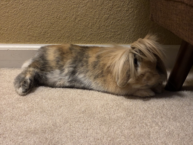 Holland Lop – Peanut – Toledo