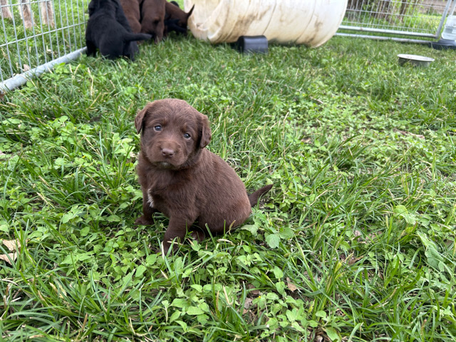 Labrador Retriever – labradoodle puppy