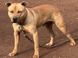 American Pit Bull Terrier – American Pitbull Terrier – Birmingham