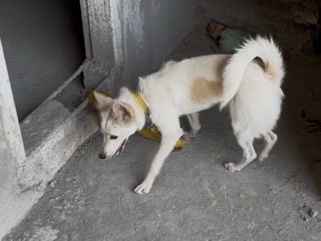 Pomeranian – Pomeranian – Gohana
