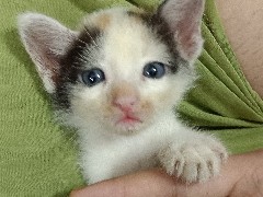 Asian – little 1 month old kitten for free adoption in kolkata-baguhati – Kolkata