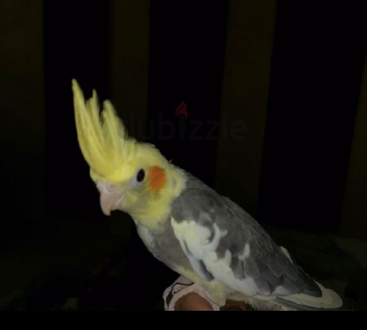 Cockatiel – baby cockatiels