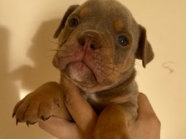 Olde English Bulldogge – olde English bulldog