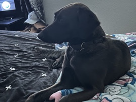 Labrador Retriever – Charley – North Las Vegas
