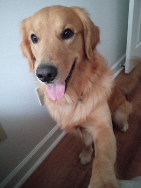 Golden Retriever – golden retriever for sale