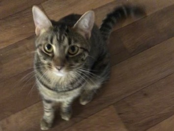 Adopt Others HELP!! Need new home in Port Richey