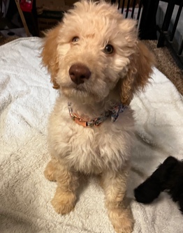 Poodle – Goldendoodle puppy