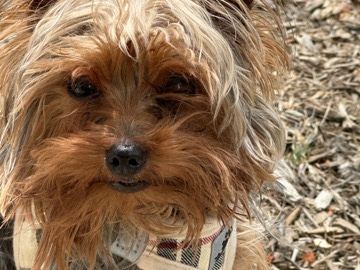 Yorkshire Terrier – Pickles – Fort George G Meade