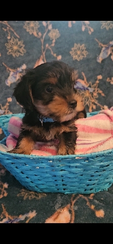 Yorkshire Terrier – Napr registered yo