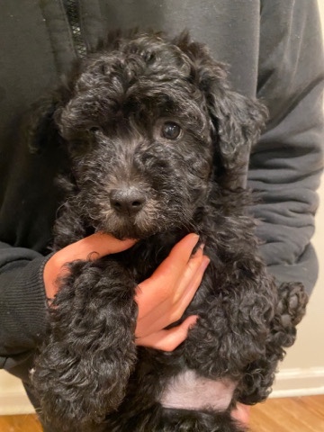 Pumi – puppy pumi precious herding dog