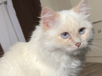 قط ذكر هملايا 