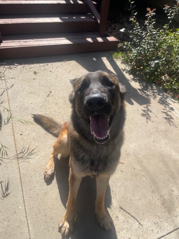 Belgian Shepherd Dog (Groenendael) – Belgian Shepherd