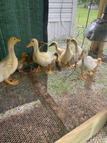 ducklings