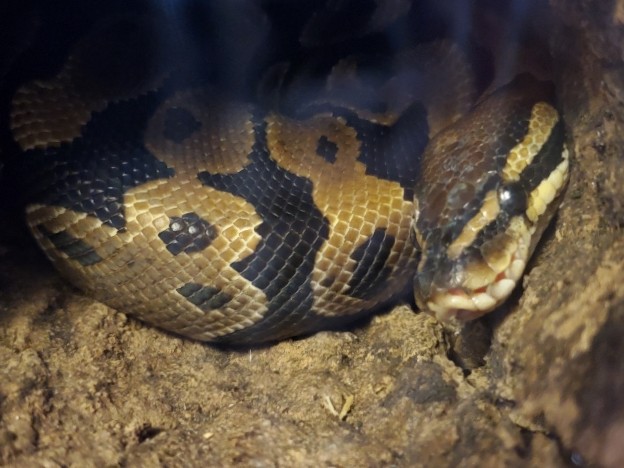 Any – very beautiful spider ball python for sale