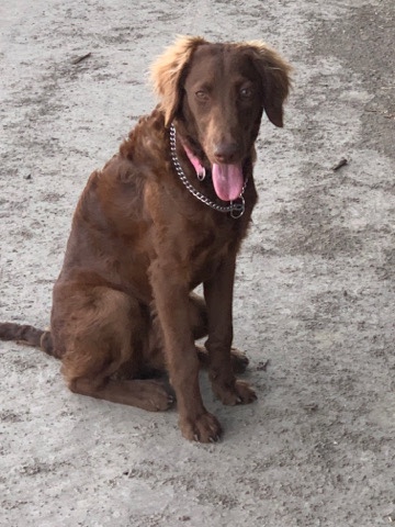 Penny Labradoodle