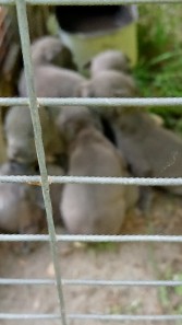 Bulldog – selling Blu pit (females)n tri color bully (male)