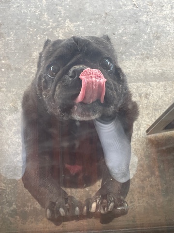 Pug – rehome pet