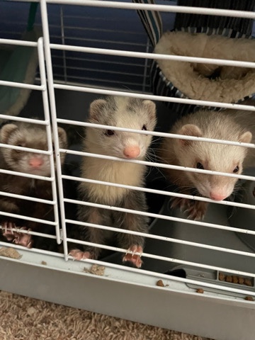 Free Ferrets