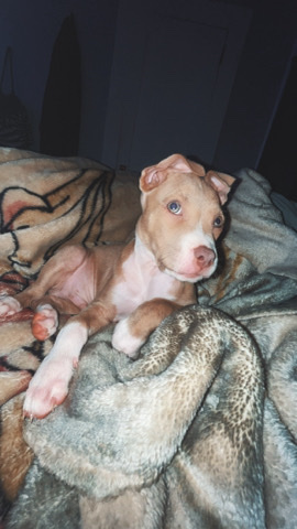 American Pit Bull Terrier – pit bull pup