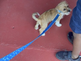 Yorkshire Terrier – Pup Needs A Home ! – Fort Lauderdale