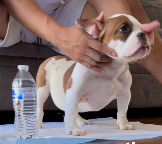 American Pit Bull Terrier – playful energetic micro Bully